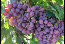 立秋之后葡萄熟了，但別亂吃，不同顏色的葡萄作用不同