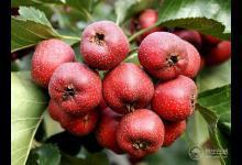 春天來(lái)了 多吃水果能預(yù)防癌癥