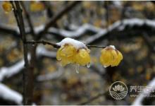 倒春寒是什么意思？倒春寒要注意什么？