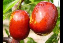 缺少維生素B導致春困？春季補充維生素吃什么水果