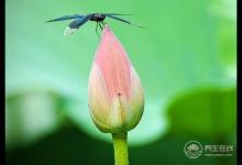 春夏交替，懂這些讓你做養生路上的專家