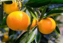 秋燥喉嚨痛怎么辦？吃五種水果可快速止痛化痰