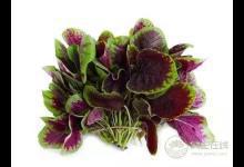 它被稱為“長壽菜”，端午前后吃，賽過吃補藥！