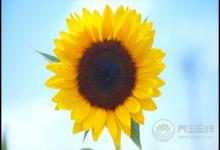 秋燥上火怎么辦？秋燥上火吃什么？