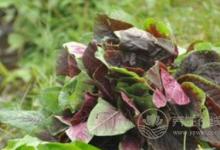 秋分為什么要吃秋菜?