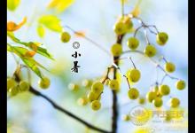 2019年什么時候小暑 小暑時間幾點幾分