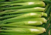 夏季養生 莫忘“水中四寶”!