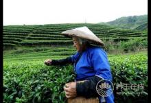 谷雨時令健脾胃,兩大食材來助陣