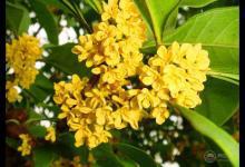 寒露后最適合用桂花入茶，暖胃甜香味道好，深秋養(yǎng)生必備