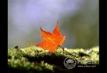 立秋吃蜜不吃姜,多吃水果少食瓜