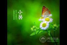 節氣養生 | 小暑養生飲食有三寶 黃鱔蓮藕綠豆芽