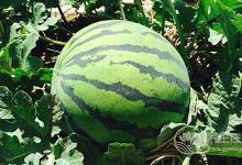 夏季吃5種水果，抗感冒超有用！