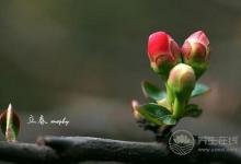 春季養生:春季健康飲食