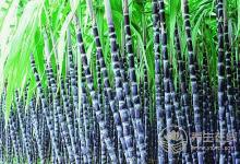 哪些水果適合在冬天吃