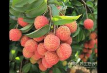 怎么吃荔枝不上火?學會5個方法