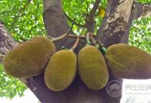 秋天養生要管住嘴,4種水果越吃越傷身,別再在秋天吃了