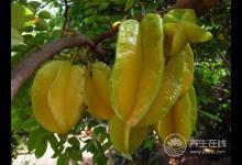 8月份不可錯過的水果，味美營養養生