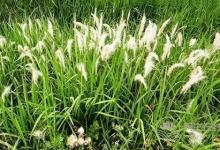 正確使用加濕器避免患上肺炎