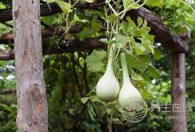 三伏天降火,清熱“三方飲”正合適