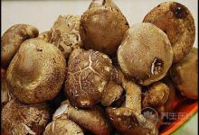 秋季多吃菌類，營(yíng)養(yǎng)豐富，對(duì)身體好處多多