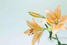 夏季養(yǎng)生這點事，你應該提前知道？