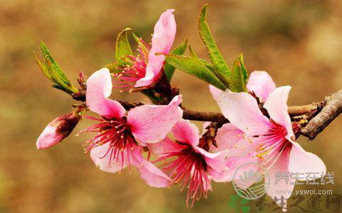 三月桃花癲：春季應加強防范精神疾病作祟