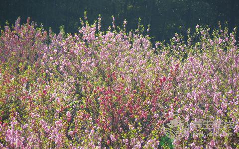 三月桃花癲：春季應加強防范精神疾病作祟