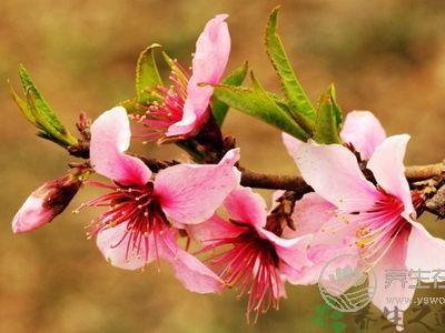 三月桃花癲:春季應(yīng)加強(qiáng)防范精神疾病作祟