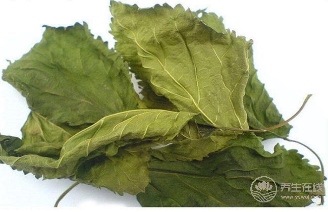 夏季感冒桑葉泡水見效快 夏季感冒桑葉泡水見效快