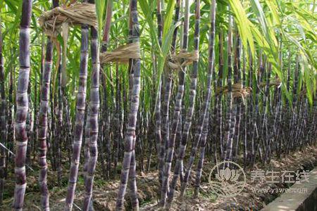 谷雨時節吃哪些水果好呢?