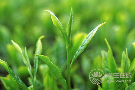 為什么南方人谷雨時(shí)節(jié)要喝谷雨茶呢? 為什么南方人谷雨時(shí)節(jié)要喝谷雨茶呢?