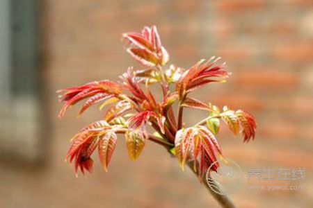 谷雨節(jié)氣適合吃哪些食物? 谷雨節(jié)氣適合吃哪些食物?