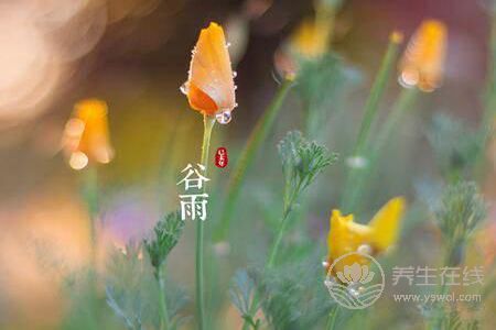 2019年谷雨是幾月幾號? 2019年谷雨是幾月幾號?