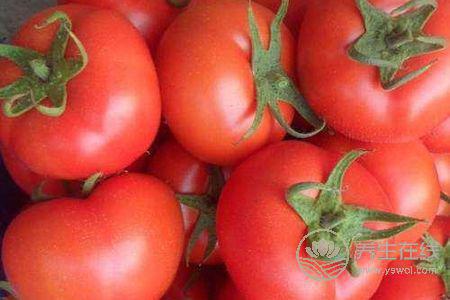 大暑的飲食習俗有哪些?-易網健康養生網 大暑的飲食習俗有哪些?