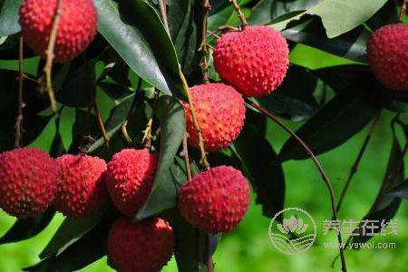 為什么大暑要吃荔枝?