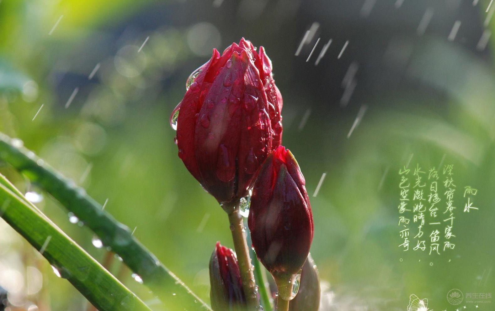 雨水節(jié)氣吃這七道菜最養(yǎng)生