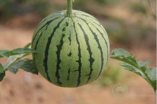 芒種節氣養生: 飲食宜清補 宜吃八寶