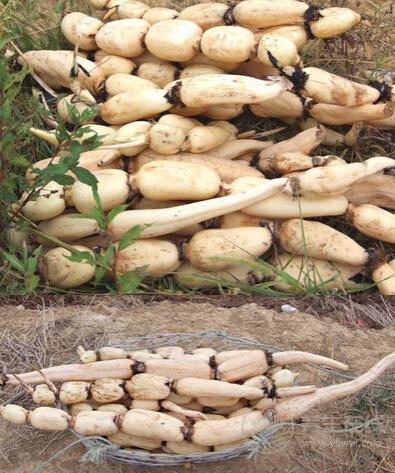 秋分節(jié)氣養(yǎng)生必吃10種蔬菜 滋補潤燥-易網(wǎng)健康養(yǎng)生網(wǎng) 秋分節(jié)氣養(yǎng)生必吃10種蔬菜 滋補潤燥