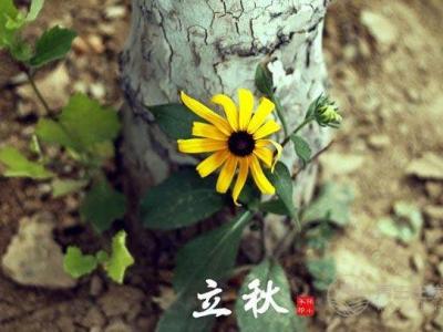 立秋節氣飲食 宜清肺忌生冷