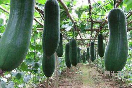 大暑有哪些飲食原則?大暑適合吃哪些食物?