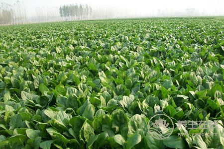 大暑吃哪種蔬菜解暑氣?大暑吃蔬菜好嗎?-易網(wǎng)健康養(yǎng)生網(wǎng) 大暑吃哪種蔬菜解暑氣?大暑吃蔬菜好嗎?