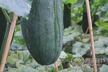 大暑吃哪些瓜果降火?大暑上火吃哪些食物去火?