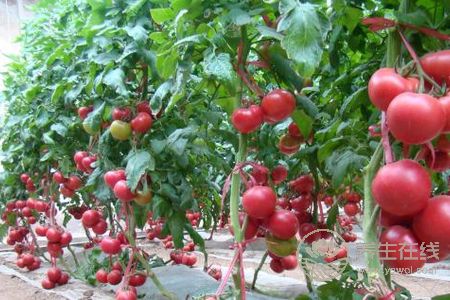 大暑吃哪種蔬菜解暑氣?大暑吃蔬菜好嗎?-易網(wǎng)健康養(yǎng)生網(wǎng) 大暑吃哪種蔬菜解暑氣?大暑吃蔬菜好嗎?