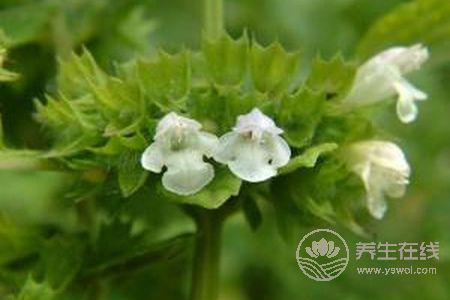 大暑細節有哪些?大暑有哪些養生方法?