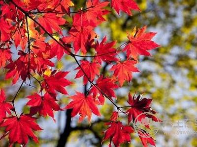 立秋由來是什么?立秋立秋養生食譜有哪些?