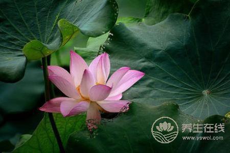 處暑節(jié)氣的特點是什么?什么是處暑呢?