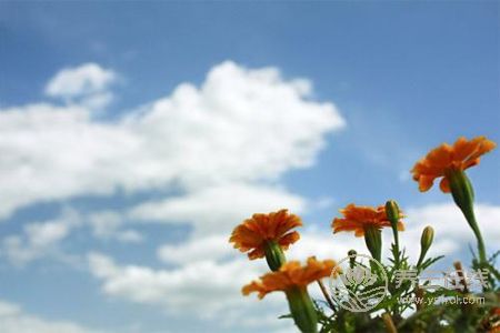 處暑為什么要吃鴨?處暑養(yǎng)生原則有哪些?-易網(wǎng)健康養(yǎng)生網(wǎng) 處暑為什么要吃鴨?處暑養(yǎng)生原則有哪些?