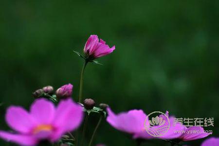 處暑節(jié)氣的含義是什么?處暑是哪個(gè)季節(jié)?