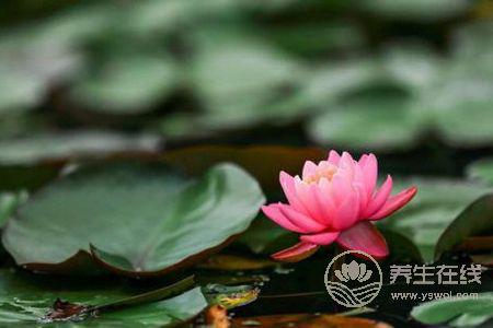 處暑節(jié)氣的含義是什么?處暑是哪個(gè)季節(jié)?