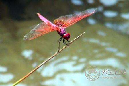 處暑節(jié)氣的含義是什么?處暑是哪個(gè)季節(jié)?